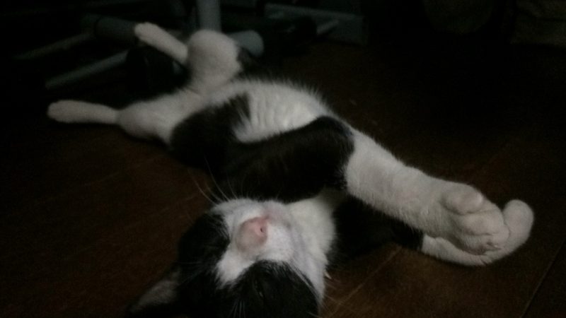 猫の漱石の寝落ち